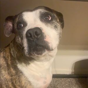 Meet your Posher, Bailey